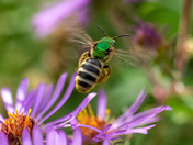 Green sweat bee