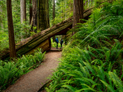 Redwood National and State Parks