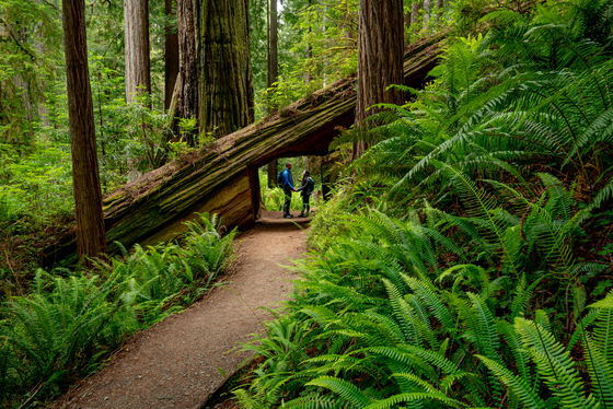 Redwood National and State Parks