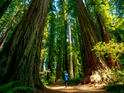 Redwood National and State Parks