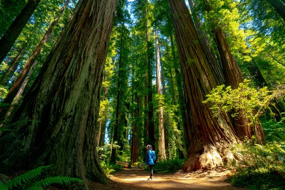 Redwood National and State Parks