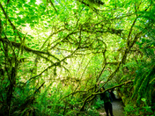 Redwood National and State Parks