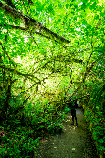 Redwood National and State Parks
