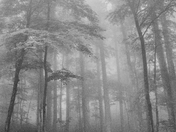 Great Smoky Mountains National Park