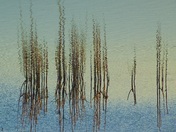 Billy Frank Jr. Nisqually National Wildlife Refuge
