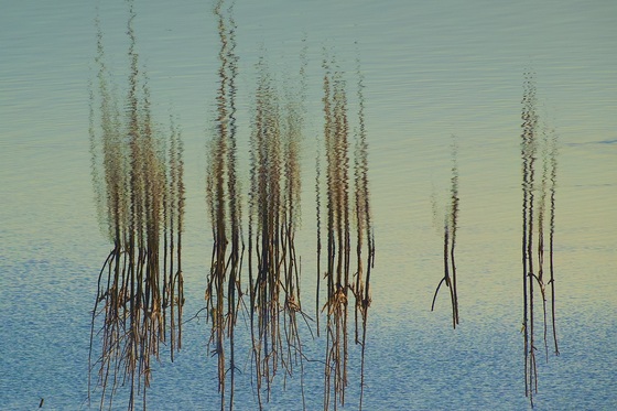 Billy Frank Jr. Nisqually National Wildlife Refuge