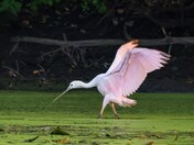 Roseate spoonbill 