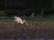 Roseate spoonbill 