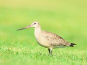 Hudsonian godwit 