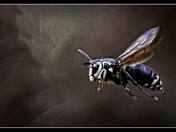 Bald-faced hornet
