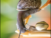 Ambush bug insect, subfamily Phymatinae