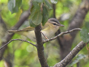 Red Eyed Vireo