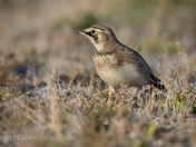 Horned lark 