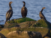 Pelagic cormorants 