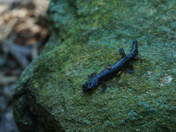Nantahala National forest