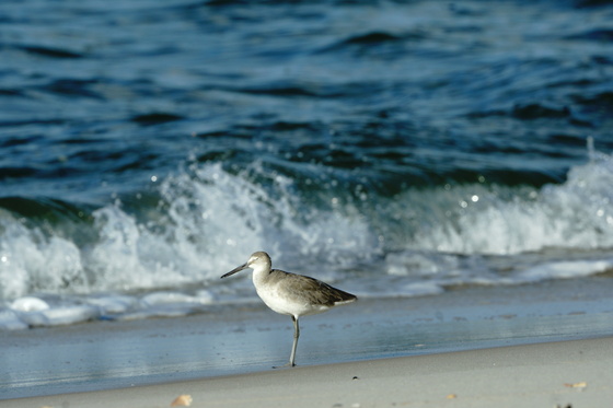 Bon Secour National Wildlife Refuge