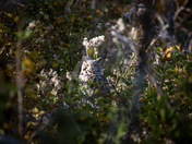 Great Horned Owl