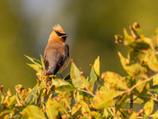Cedar Waxwing