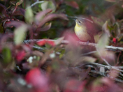 Philadelphia Vireo in Fall colours