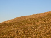 Coronado National Forest