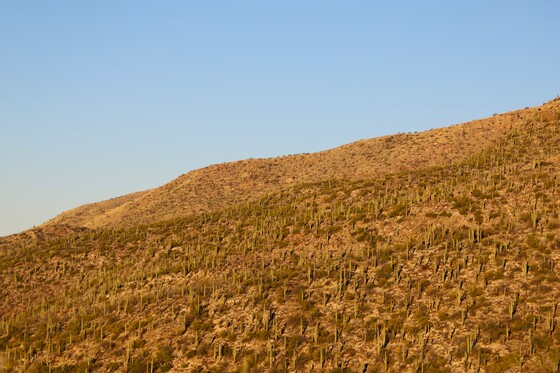 Coronado National Forest