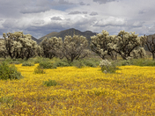 Tonto National Forest