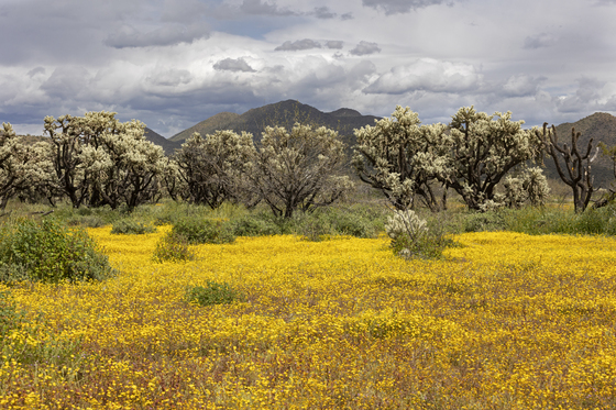 Tonto National Forest