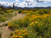 Tonto National Forest