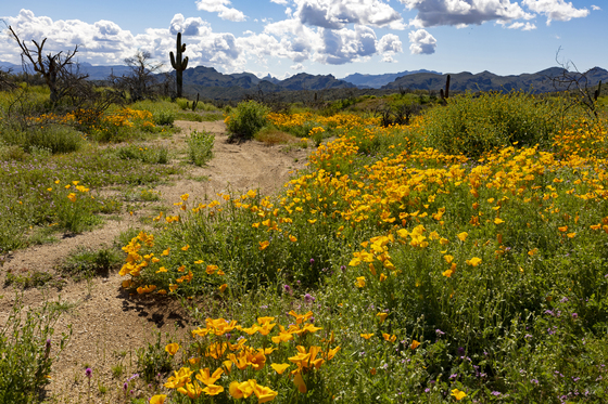 Tonto National Forest