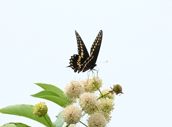 Hagarman national wildlife refuge