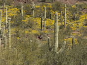 Tonto National Forest