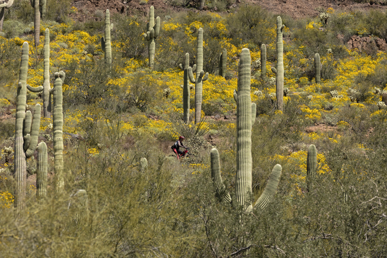 Tonto National Forest