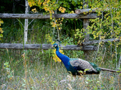 Asiatic Peafowl