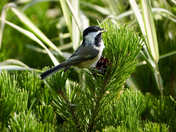 Stashing Seeds