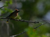 Cedar Waxwing. They look fast standing still!!