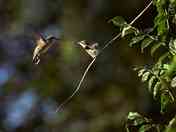Ruby-throated Hummingbird mom and fledgling