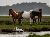 Assateague Island National Seashore