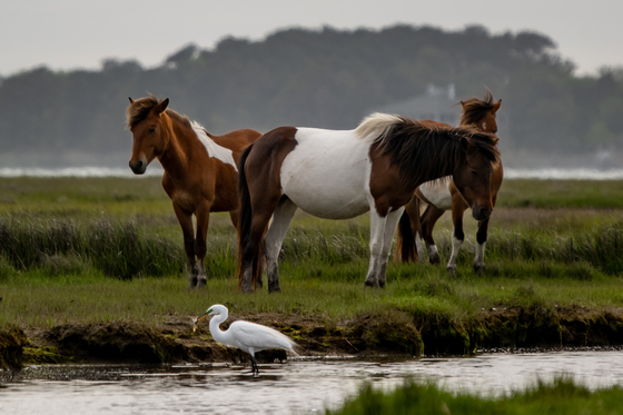 Assateague Island National Seashore