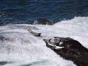Yaquina Head Outstanding Natural Area