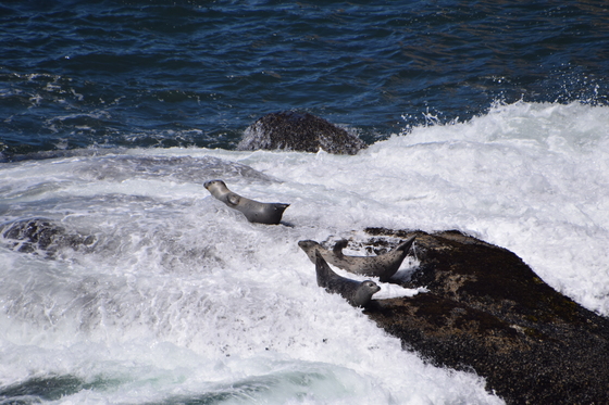 Yaquina Head Outstanding Natural Area