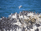 Yaquina Head Outstanding Natural Area