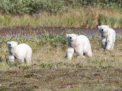 Happy polar bear triplets