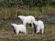 Happy polar bear triplets