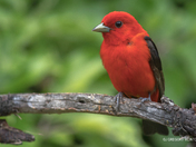 Scarlet Tanager