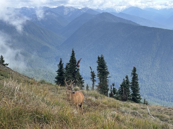Olympic National Park