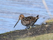 Wilsons Snipe