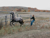 A yearling and a teenager 