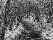 Craggy Gardens Trail, Blue Ridge Parkway, North Carolina