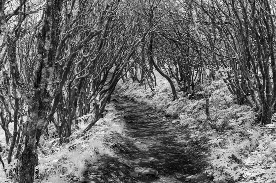 Craggy Gardens Trail, Blue Ridge Parkway, North Carolina