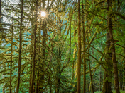 Olympic National Park